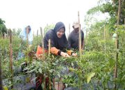 Pj Ketua PKK Kampar Tinjau Kebun Cabe Kelompok Tani