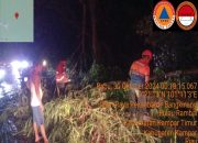 Hujan Deras Disertai Angin Kencang Sebabkan Pohon Tumbang, BPBD Kampar Langsung Terjun ke Lokasi