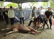 Usai Sholat Idul Adha, Bupati dan Wabup Kampar Saksikan Penyembelihan Hewan Qurban