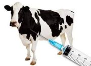 Tingkatkan Mutu Genetik, Disbunnakkeswan Kampar Dorong Peternak Gunakan Inseminasi Buatan
