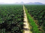 Kampar Miliki Luas Lahan Perkebunan Kelapa Sawit di Kampar 580 Ribu Ha