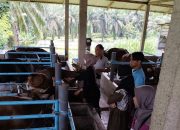 Rawan Dimusim Penghujan, Disbunnakkeswan Kampar Berupaya Antisipasi PMK Hewan