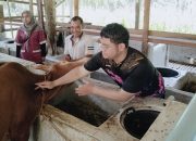 Pantau Penyakit Ngorok, Disbunnakkeswan Kampar Berikan Vaksinasi SE