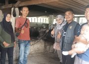 Disbunnak Keswan Kampar Lakukan Akselerasi Vaksinasi PMK