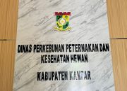 Terkait Program PSR, Disbunnak Keswan Kampar Targetkan 1.500 Haktare