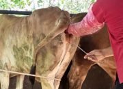 Tahun 2026 Disbunnak Keswan Kampar Kembali Salurkan 6.000 Suntik IB