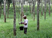 Disbunnak Keswan Kampar Salurkan Bantuan Pupuk Kepada Masyarakat Tanjung Alai