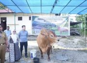 Bupati Kampar Serahkan Bantuan Sapi Presiden Prabowo di Desa Bukit Melintang