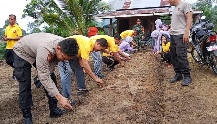 Polsek Kampar Intensifkan Pendampingan Ketahanan Pangan, Bhabinkamtibmas Rutin Pantau Perkembangan Tanaman Jagung Warga
