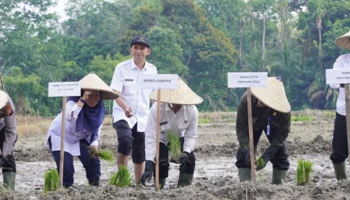 Bupati Ahmad Yuzar Canangkan Gerakan Tanam Padi Sawah