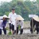 Bupati Ahmad Yuzar Canangkan Gerakan Tanam Padi Sawah