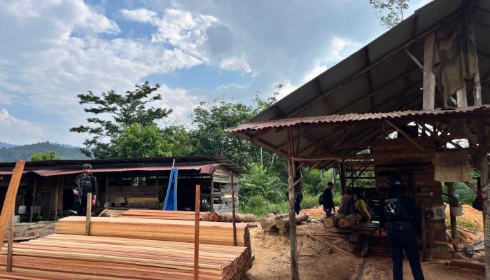 Sawmill Ilegal di Kampar di Bongkar Polda Riau, 780 Batang Kayu Hasil Illegal Logging Disita